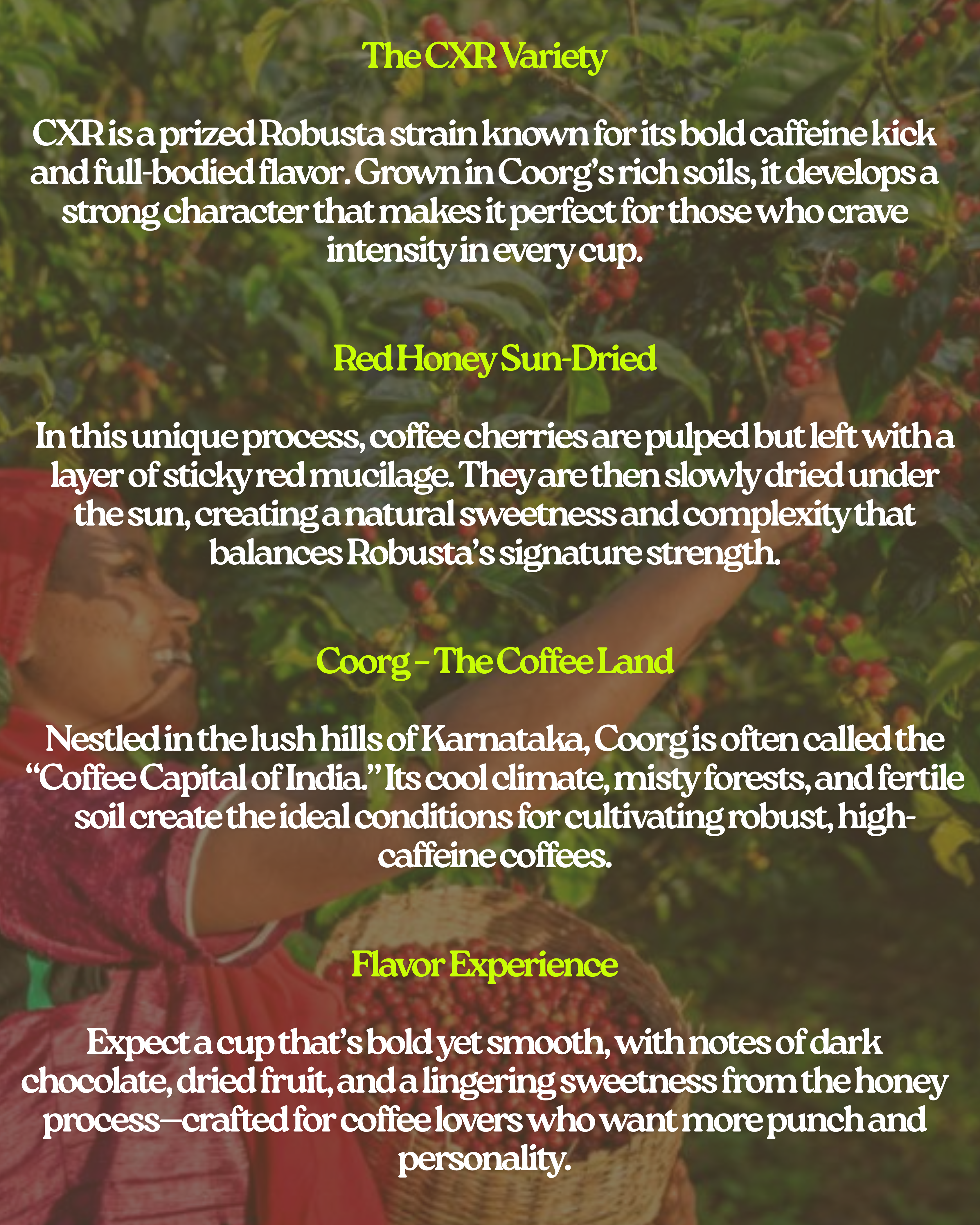 Coffee advertisement with text about the CXR variety and Coorg, the Coffee Land.