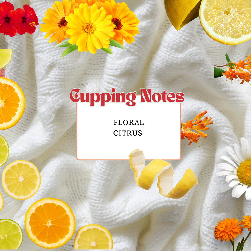 Ethiopia | Yirgacheffe | Single Origin | 100% Arabica