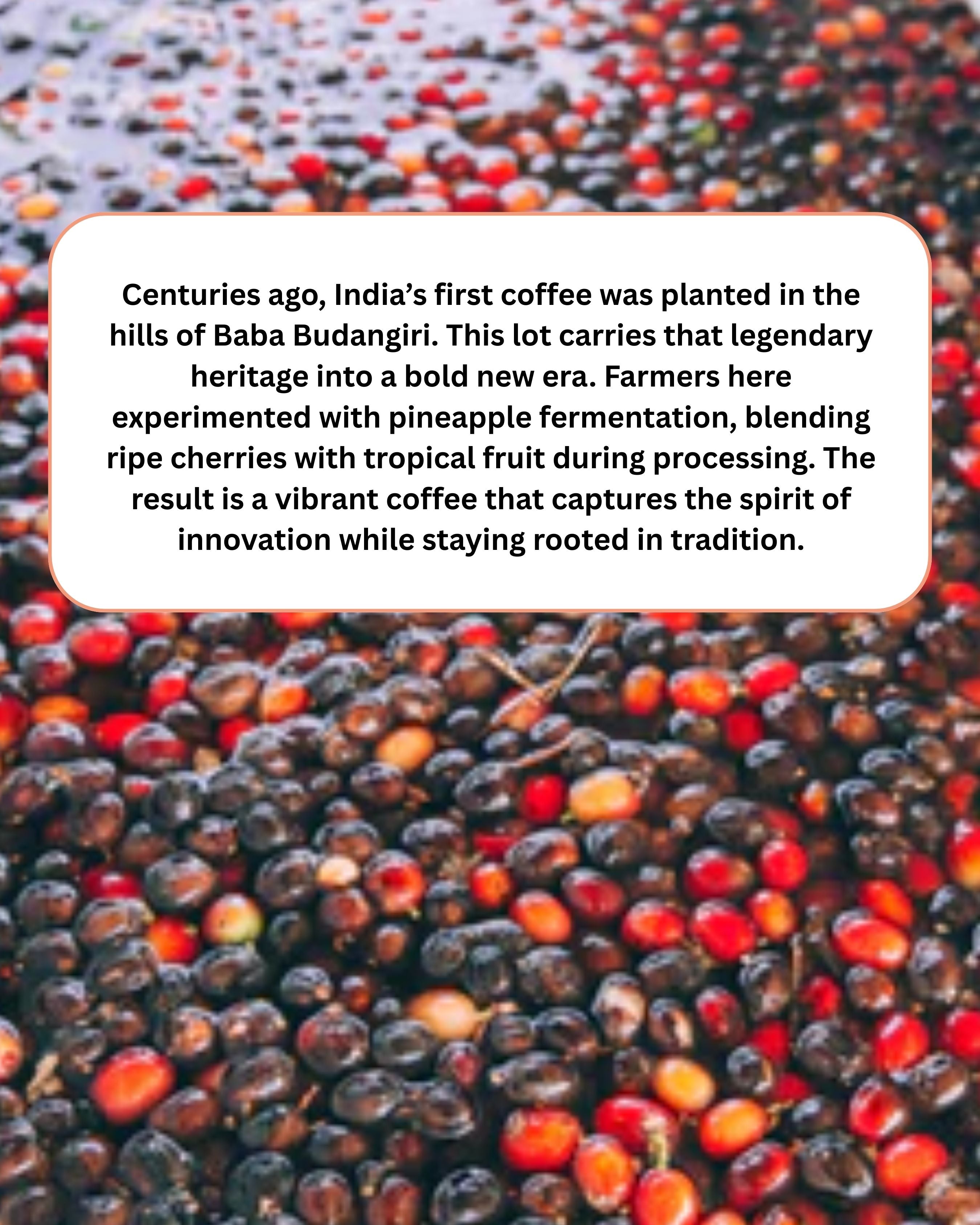 Pineapple Fermented Naturals - 100% Arabica - Baba Budangiri